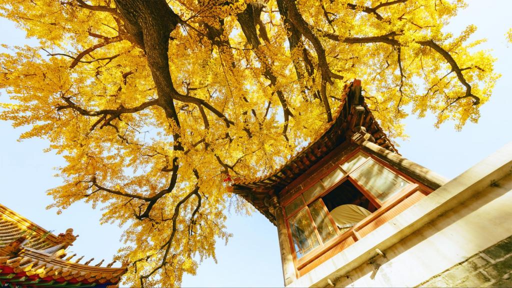 唯美北京古城秋日迷人风光