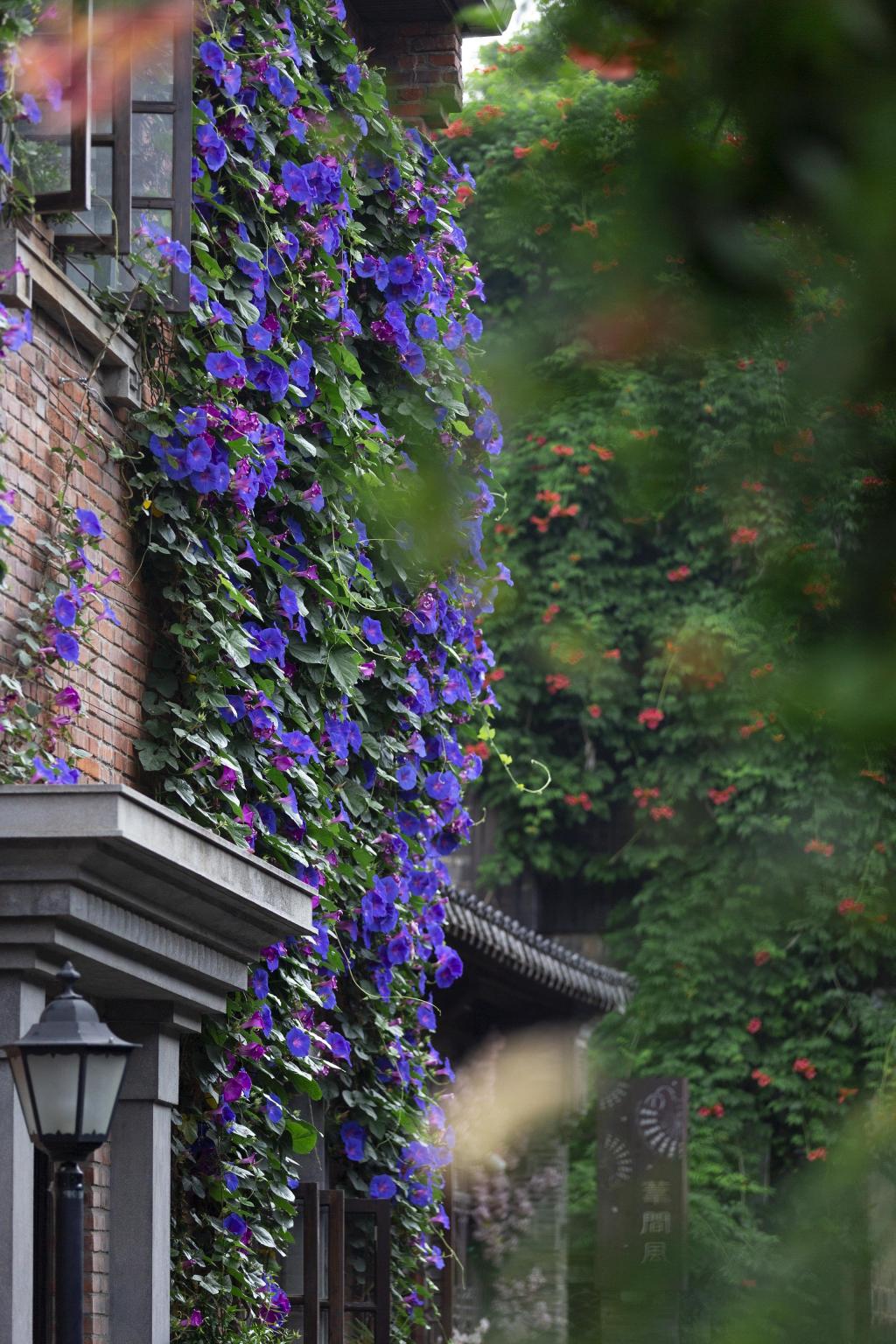 南京古城唯美牵牛花随拍