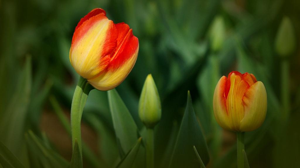 多彩颜色郁金香