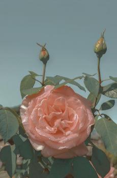 文艺怀旧风唯美花卉微距摄影-4