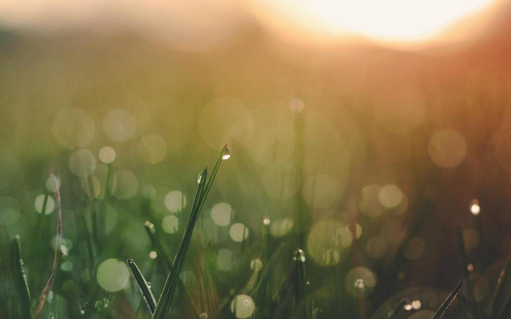 小清新养眼绿色护眼小草风光意境写真