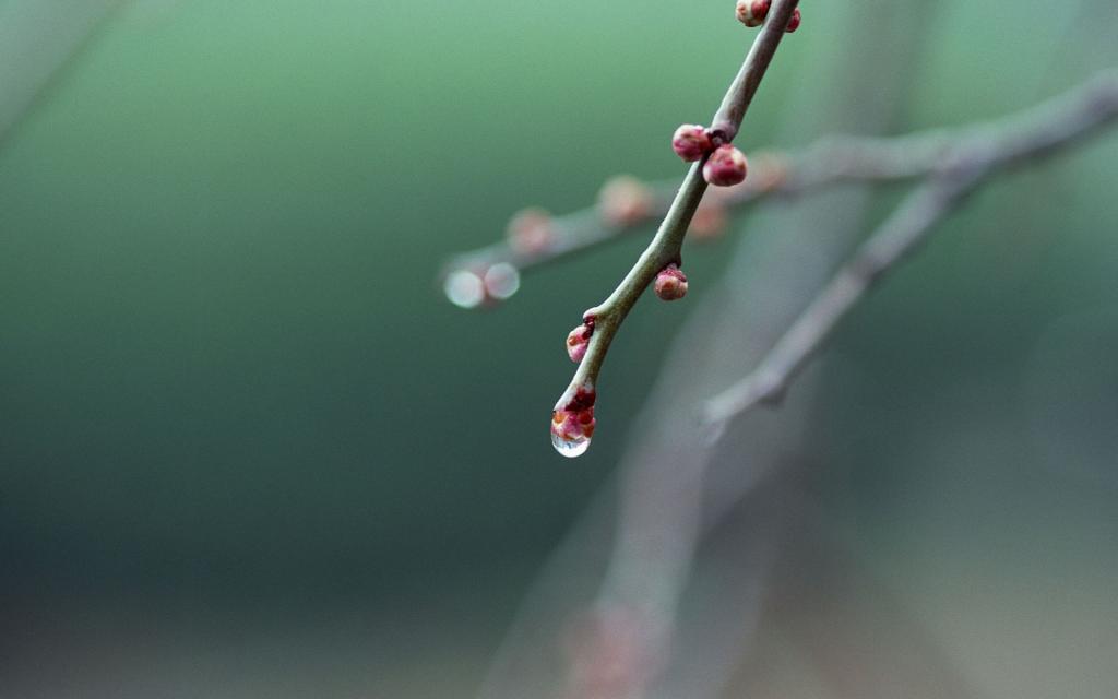 绿色植物之露珠水滴