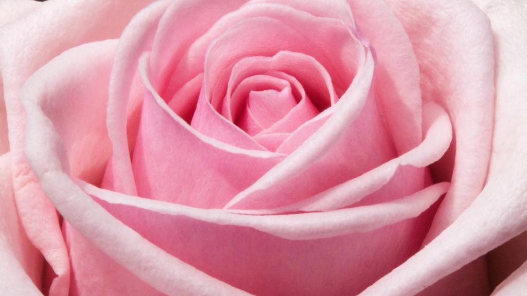 浪漫粉色情人花