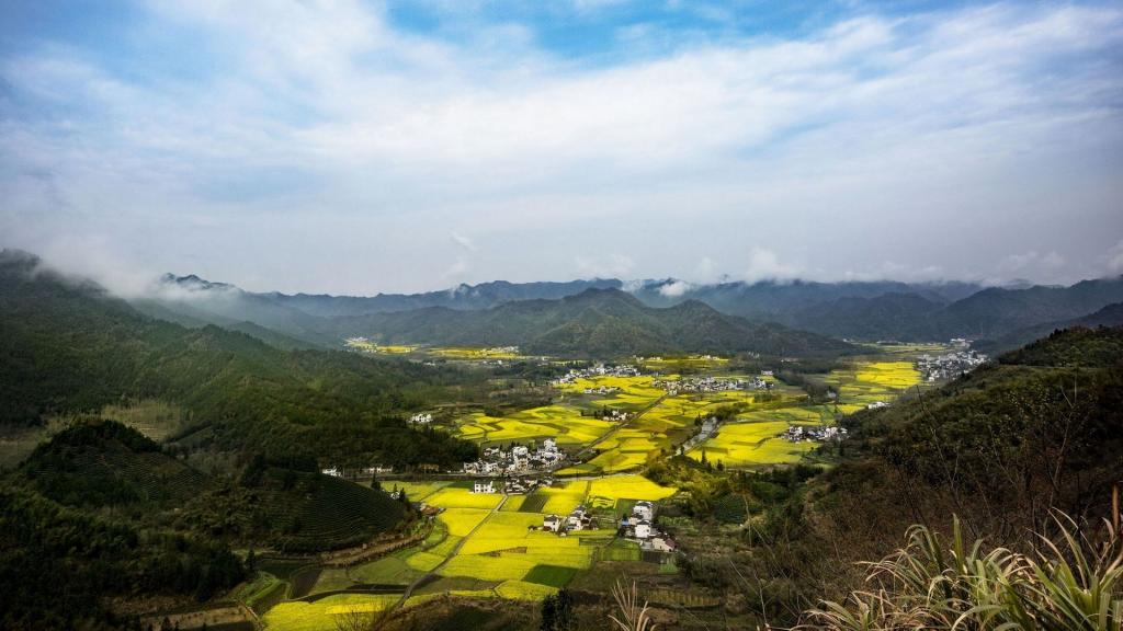 大片的油菜花地