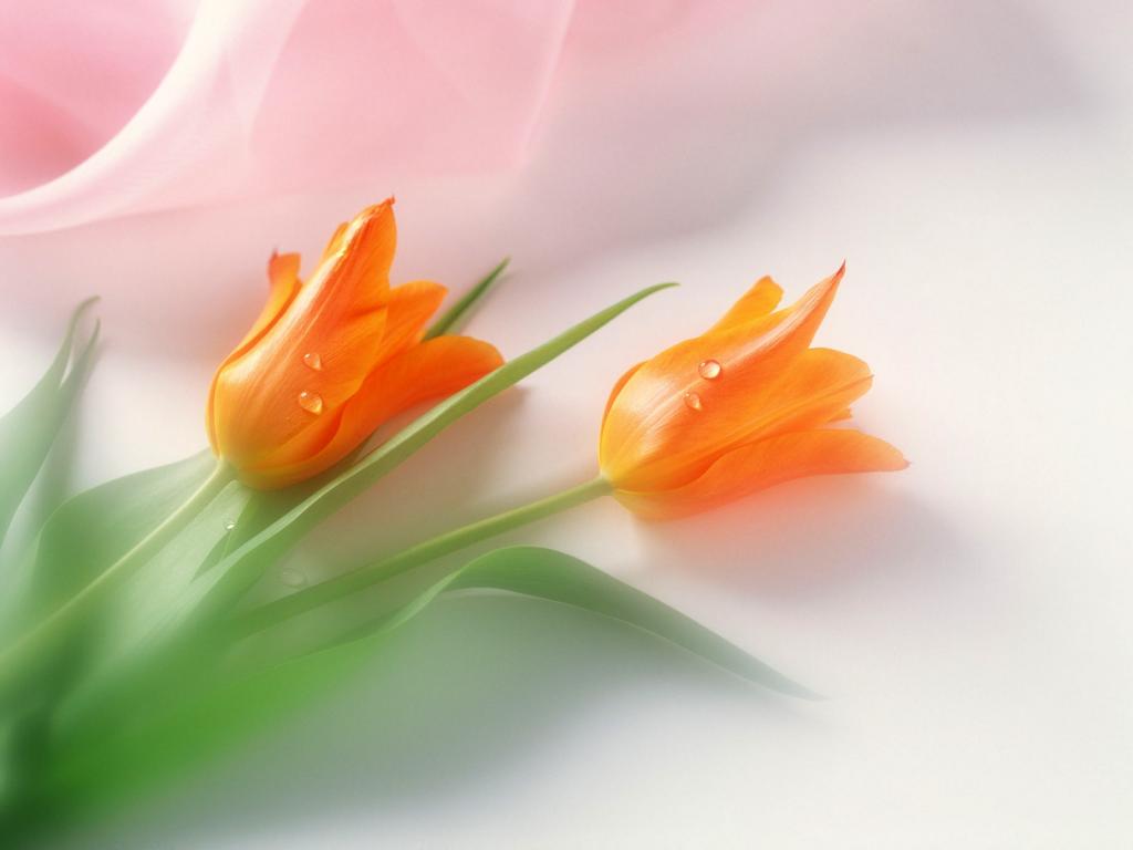 香气扑鼻鲜玫瑰花