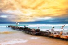 海边自由翱翔的海鸥