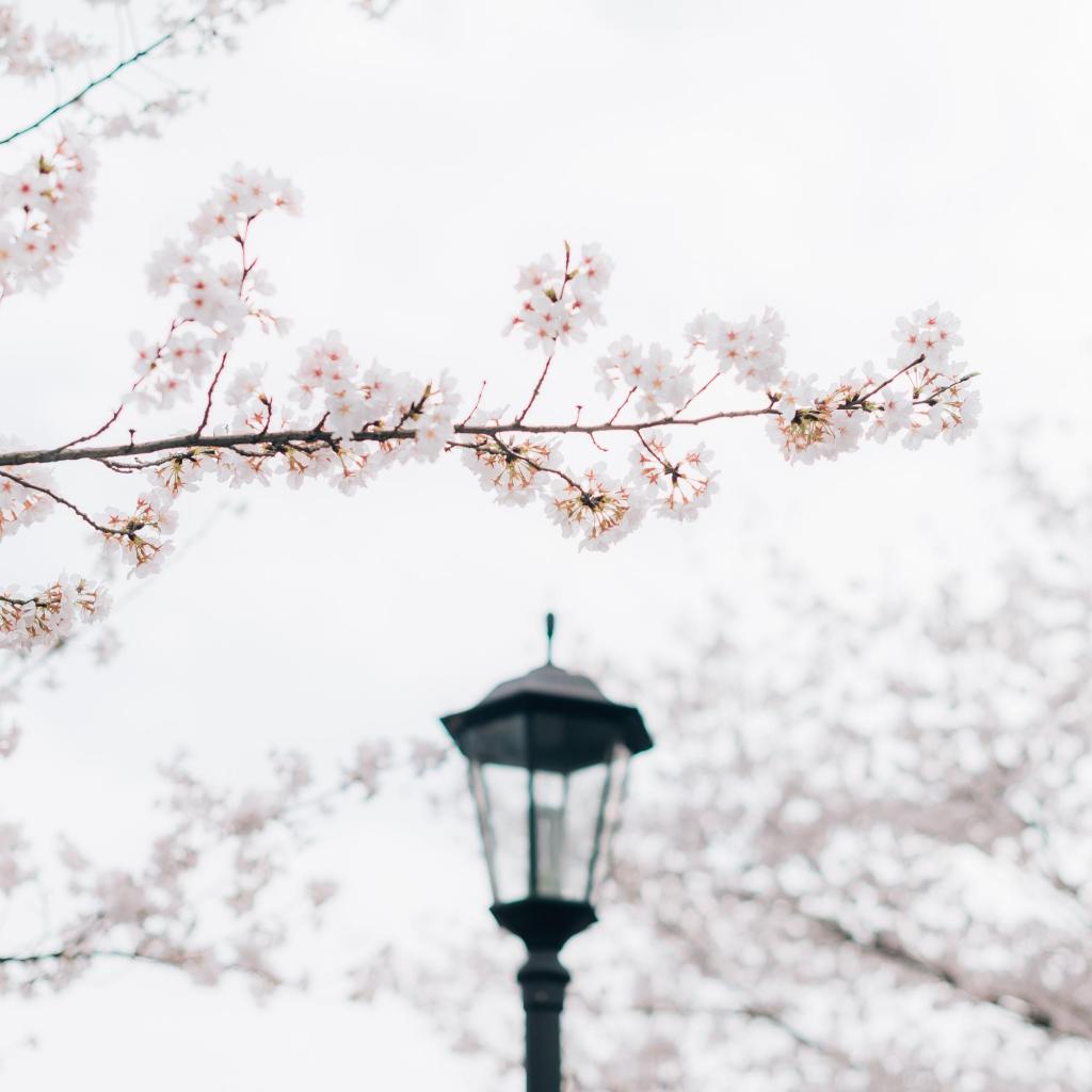 清新淡雅浪漫樱花