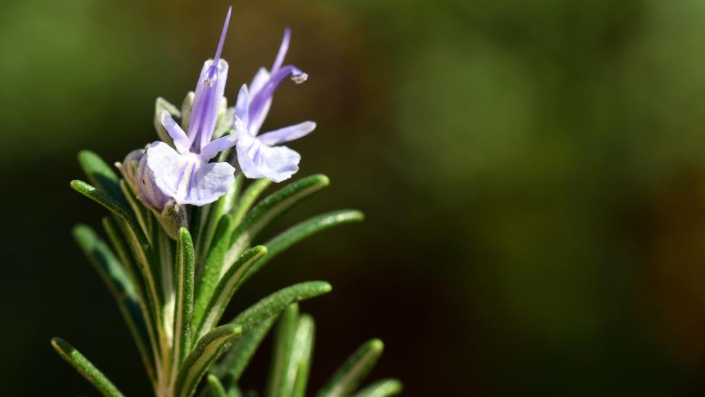 清新宜人的迷迭香花草