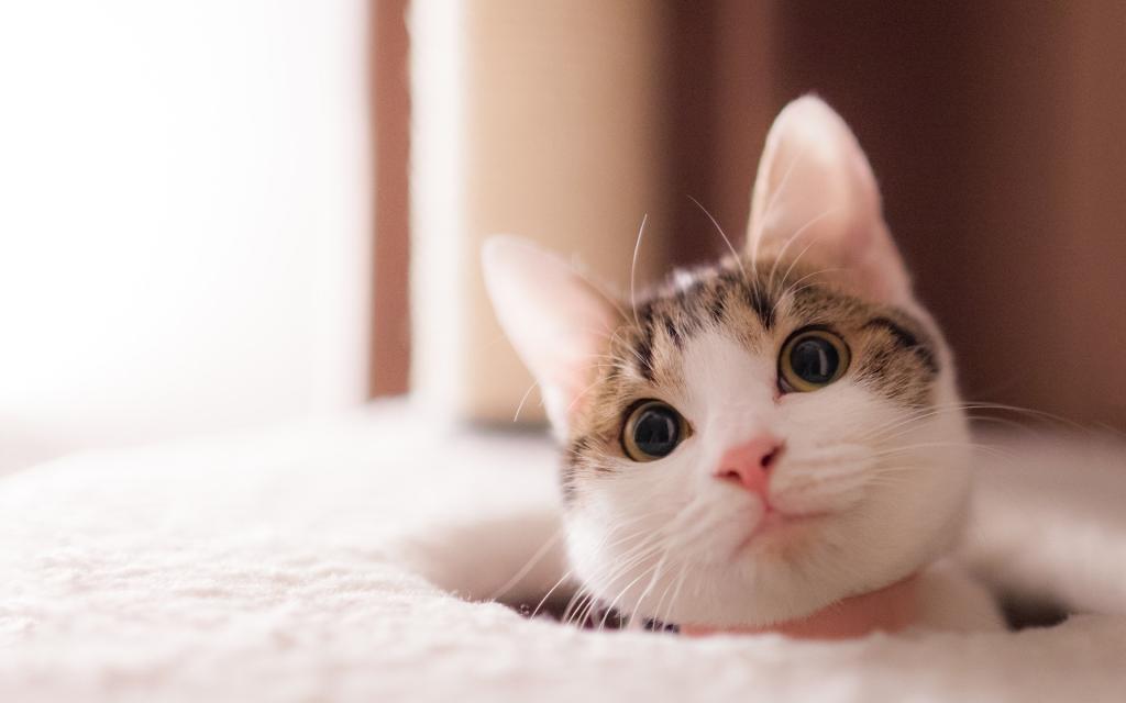 可爱萌系喵星人