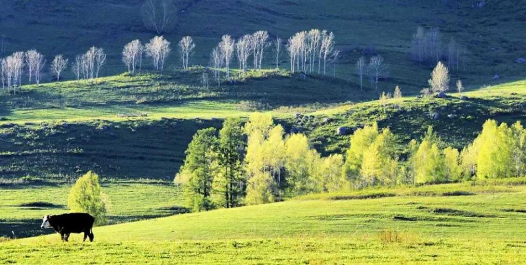 全景新疆大草原