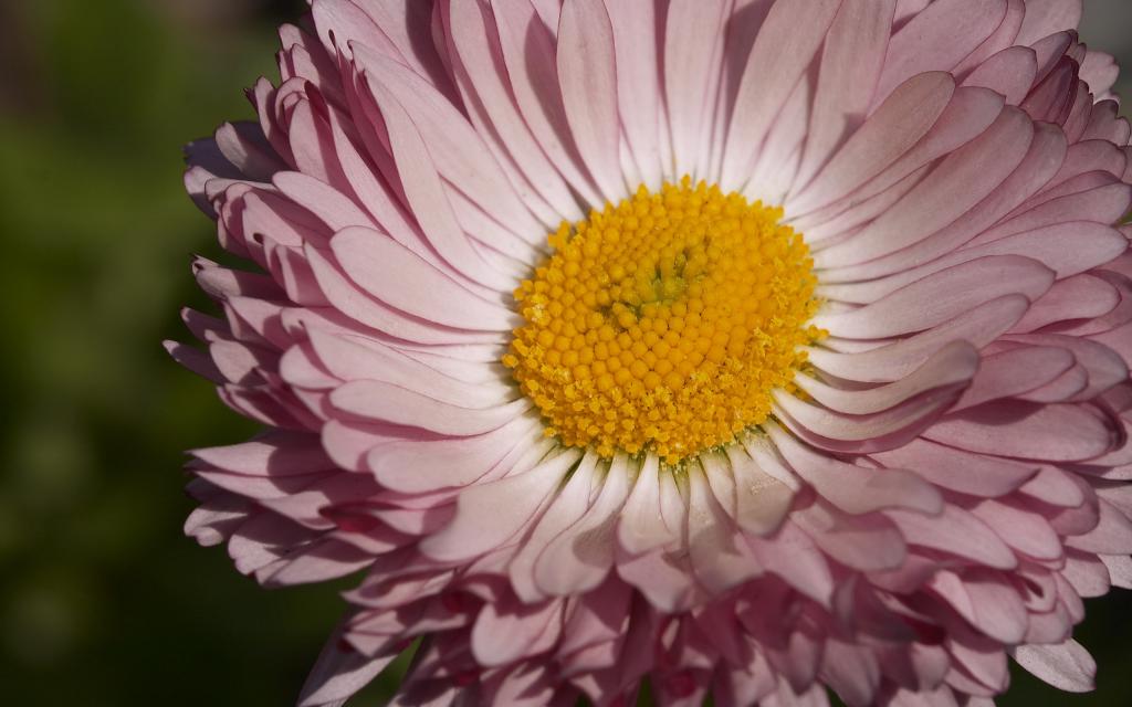 超大美丽鲜花特写