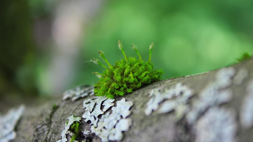 简约小清新植物唯美微距摄影