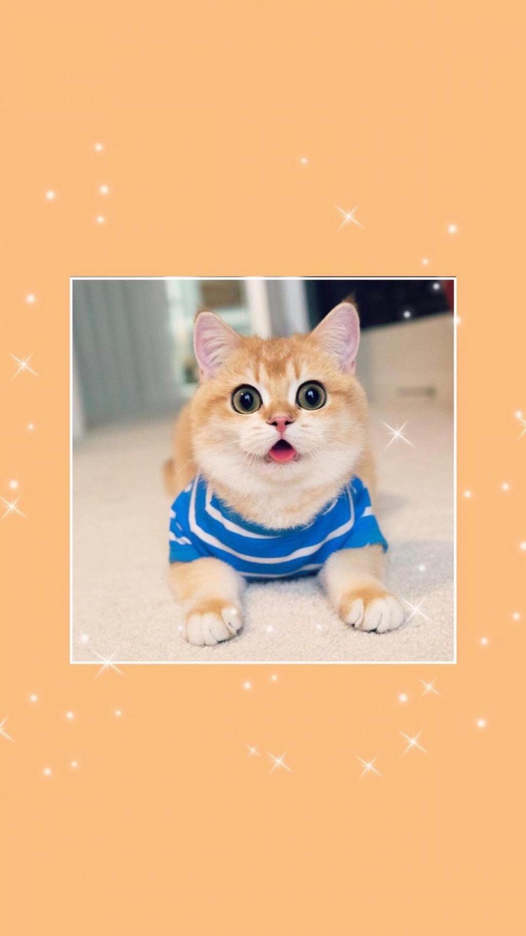 淘气可爱的小猫咪