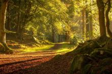 深秋丛林的唯美风景