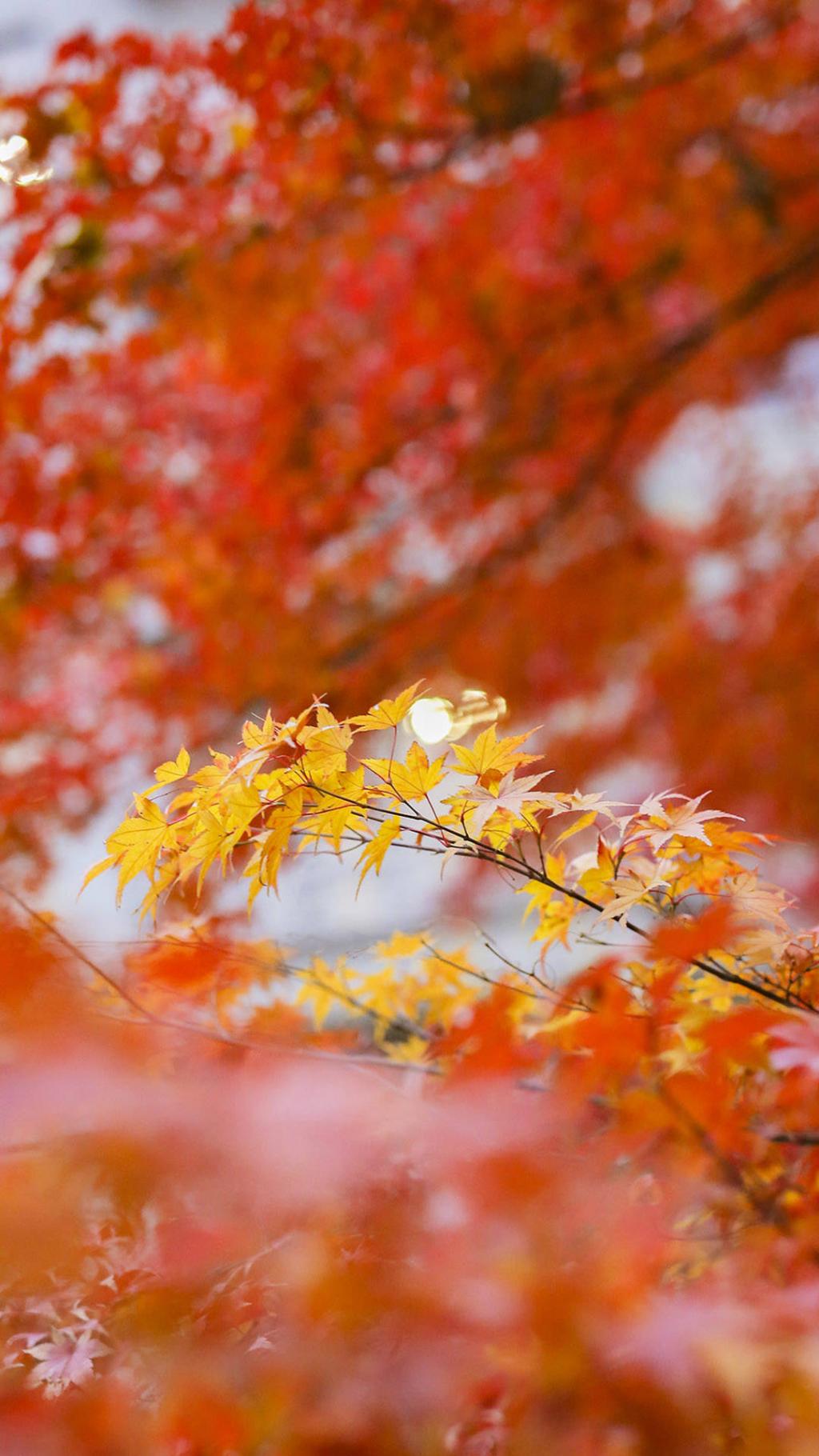 唯美风景图片大全
