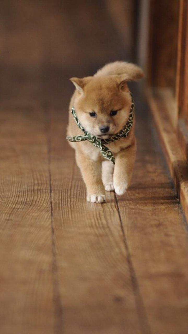 温顺可爱的秋田犬