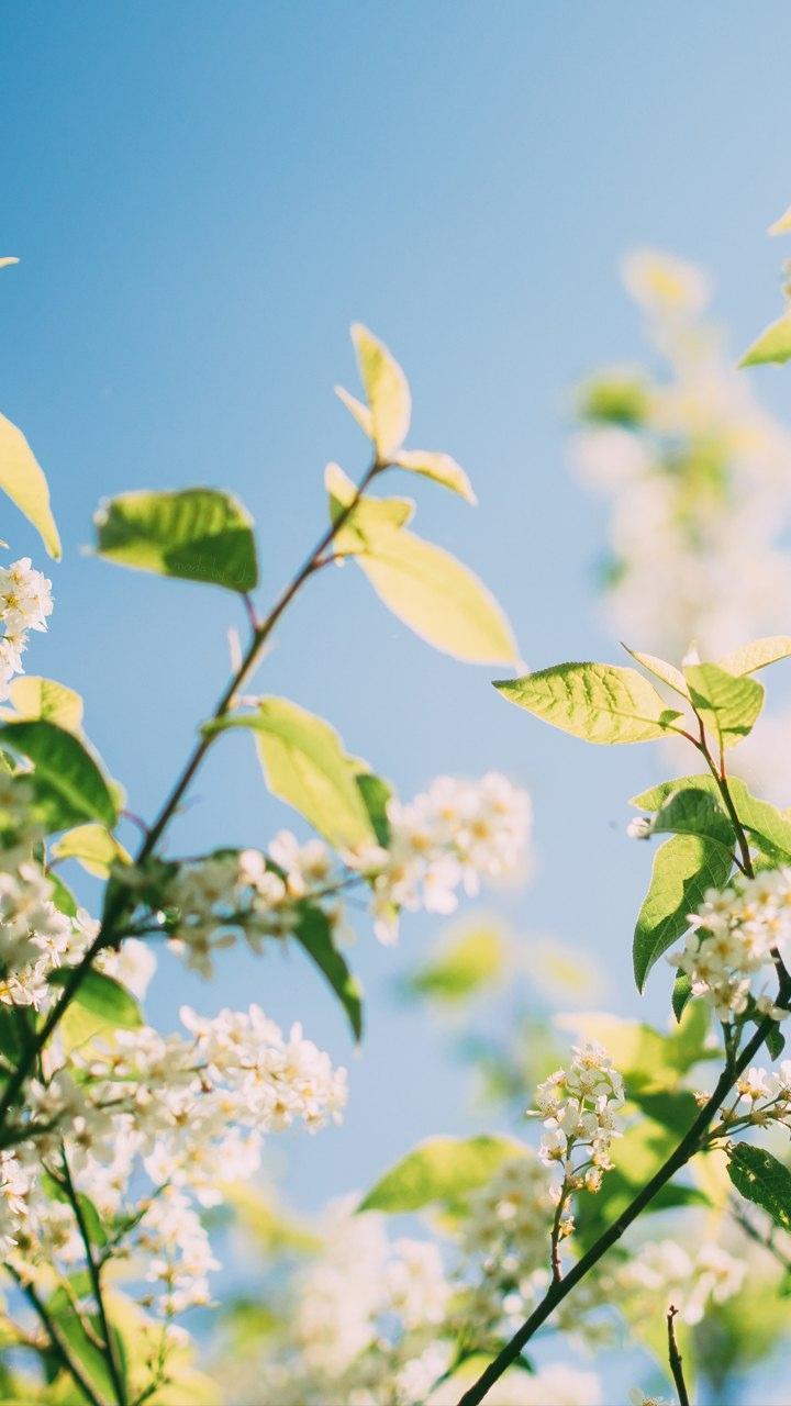 小清新春天绿色植物