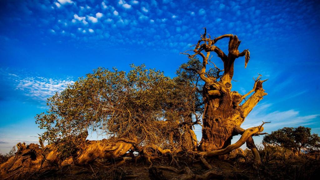 胡杨是一道独特的风景