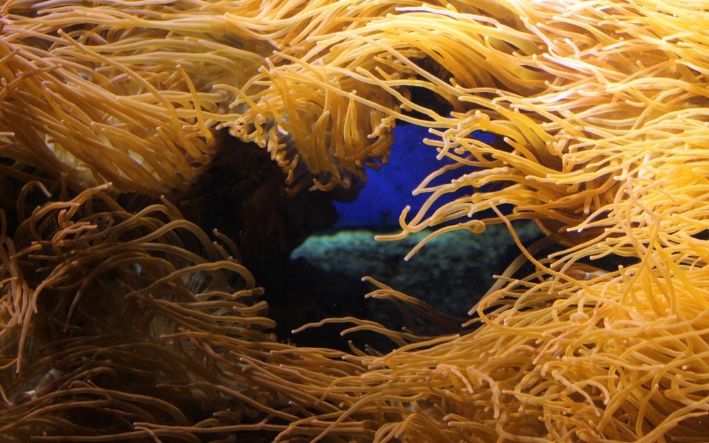 美丽的海底珊瑚