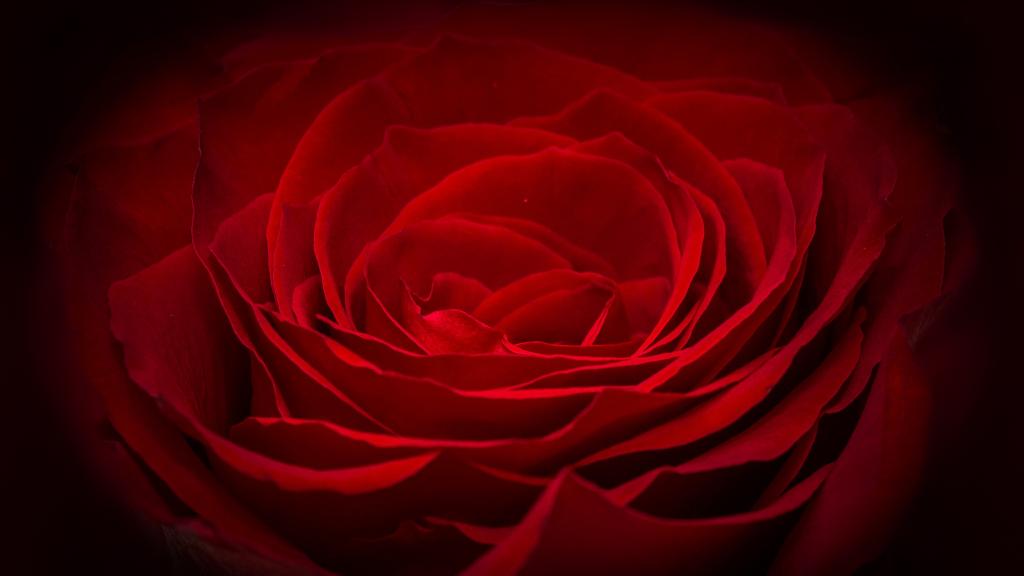 芬芳娇艳的红玫瑰