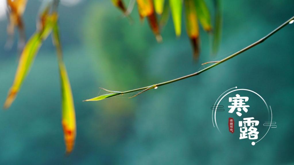 二十四节气寒露清新护眼竹叶