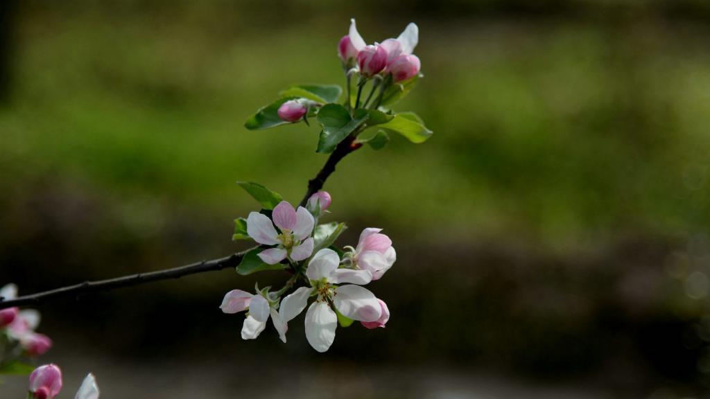 粉白色苹果花图片