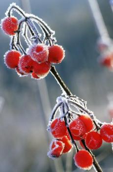 霜降时节的植物-5