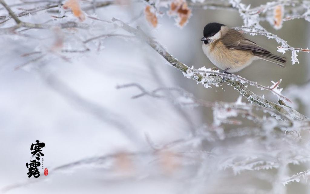 霜叶飘散寒露至