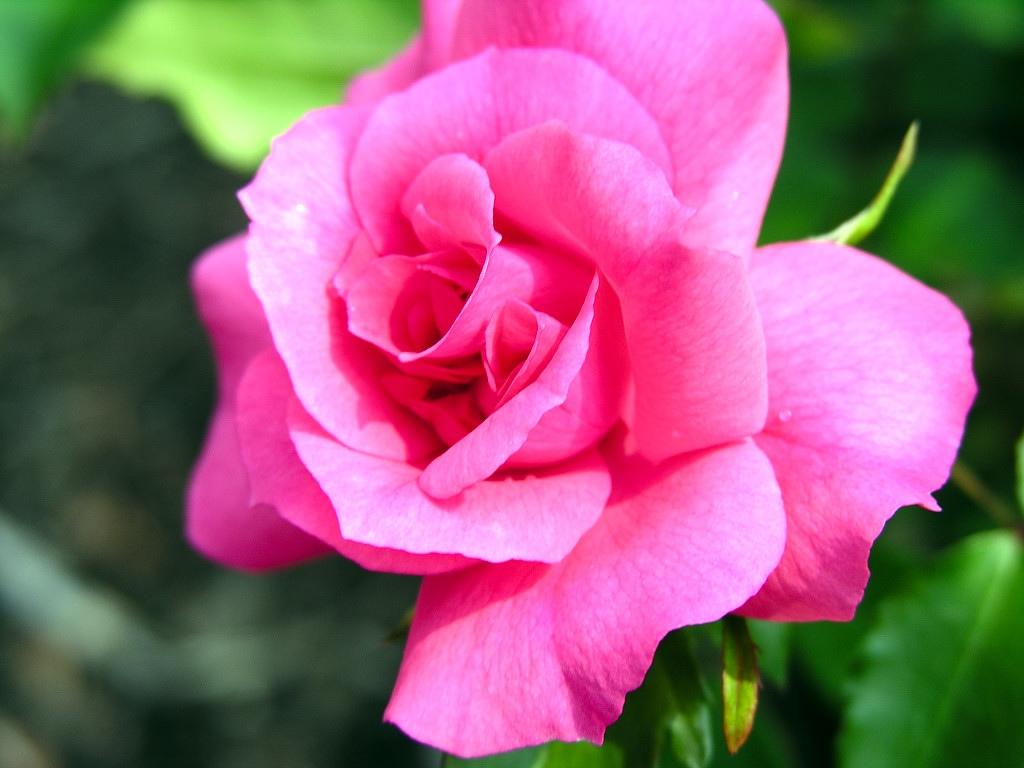 艳丽的蔷薇写真