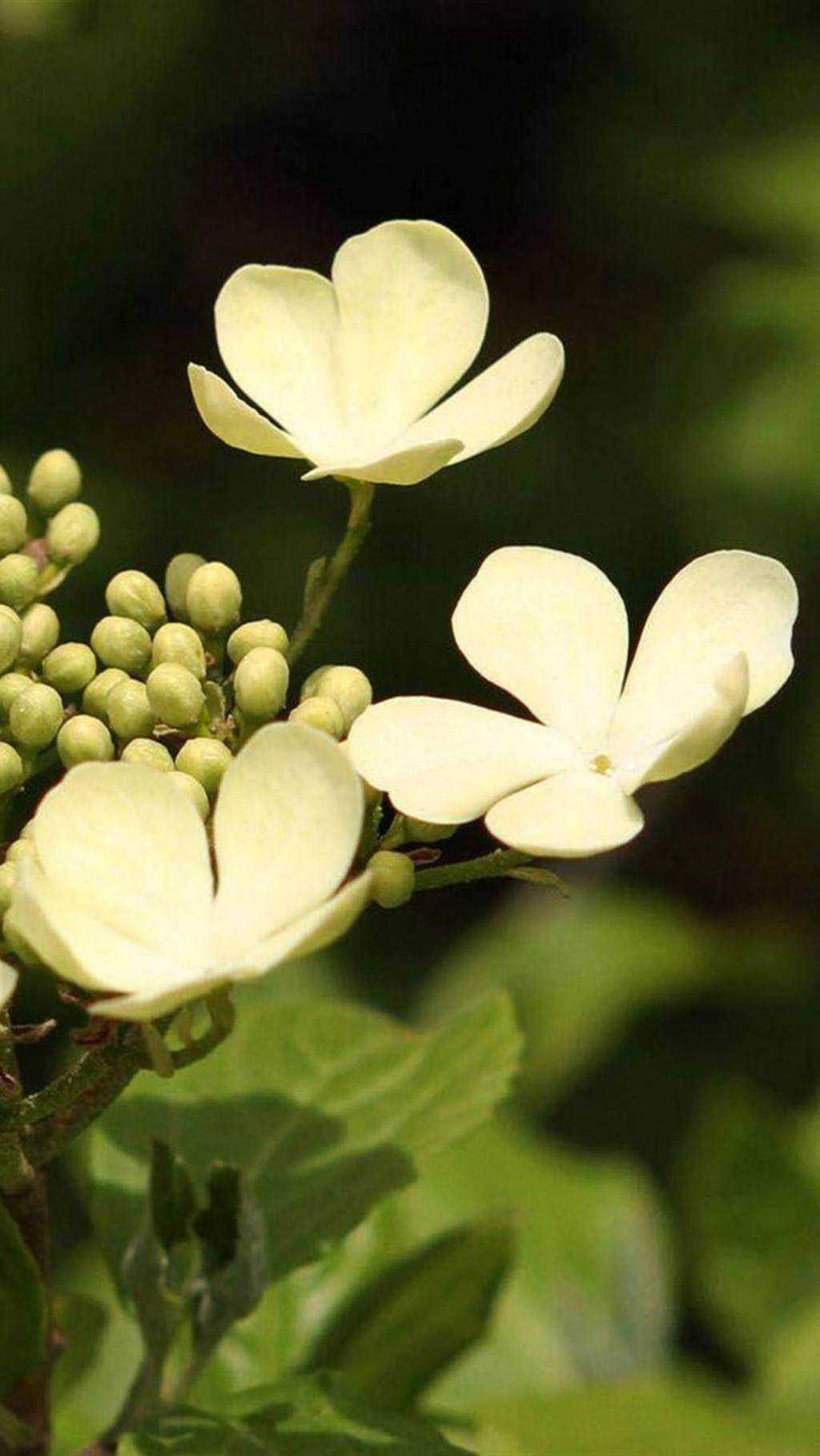 洁白如玉的琼花