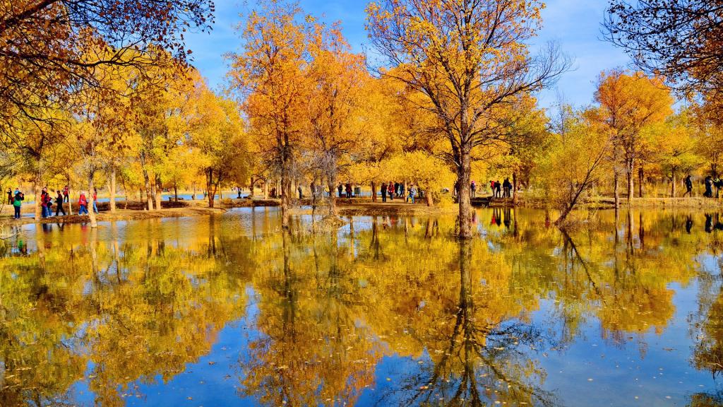 甘肃金塔胡杨林秋季风光