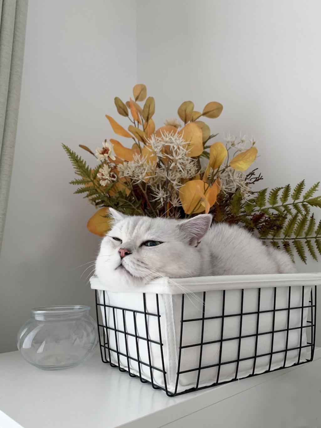 花篮里呆萌可爱的猫