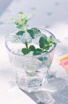 文艺小清新花卉唯美写真-3