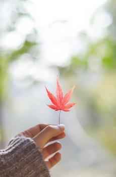 小清新微距植物花卉-6