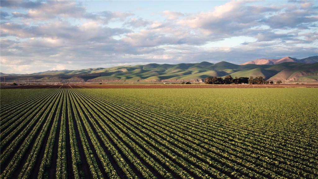 生机勃勃的田园风光