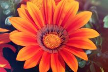 唯美好看的向日葵