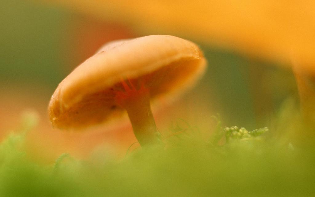 野生菌类蘑菇