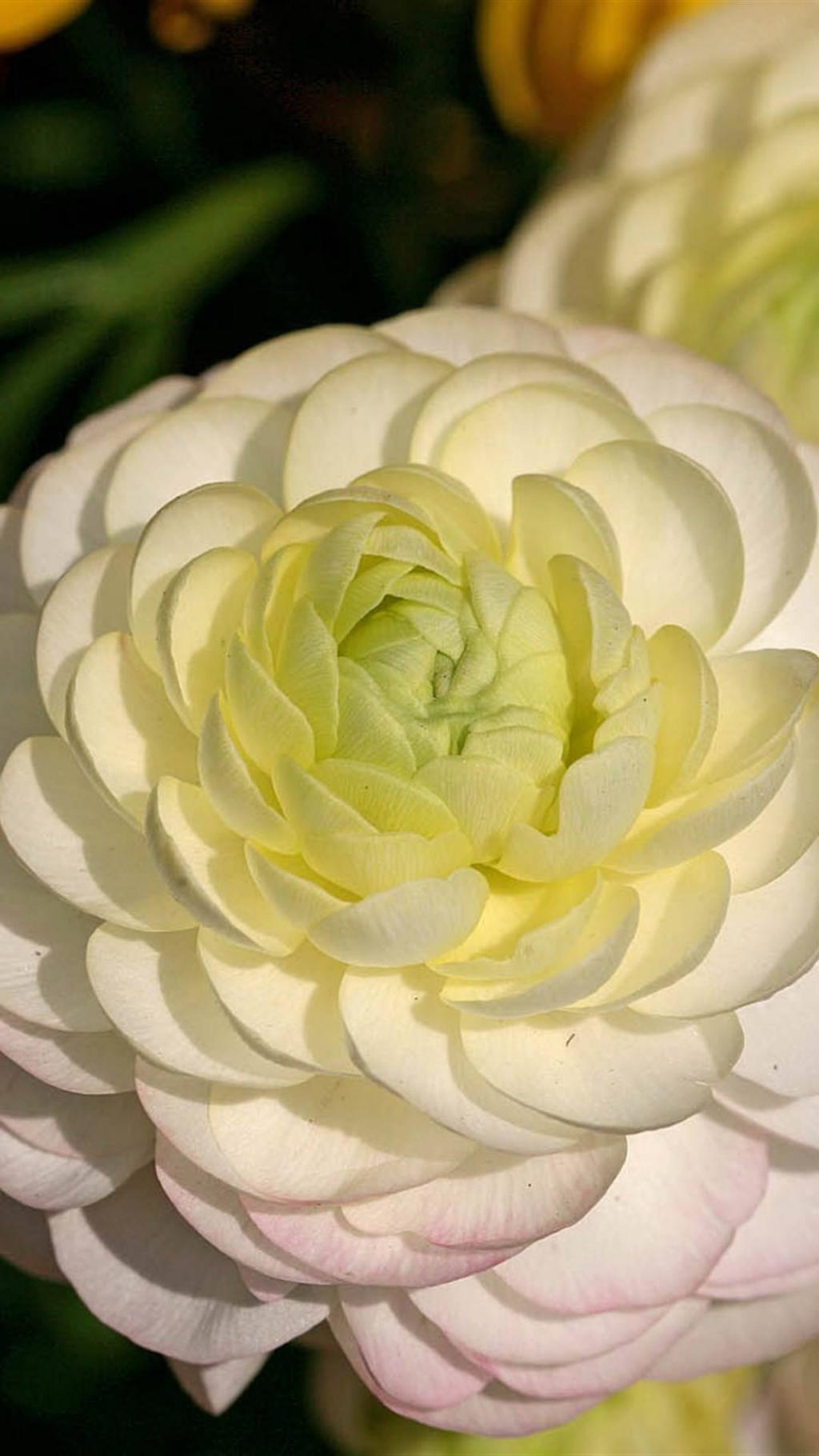 花毛茛缤纷艳丽