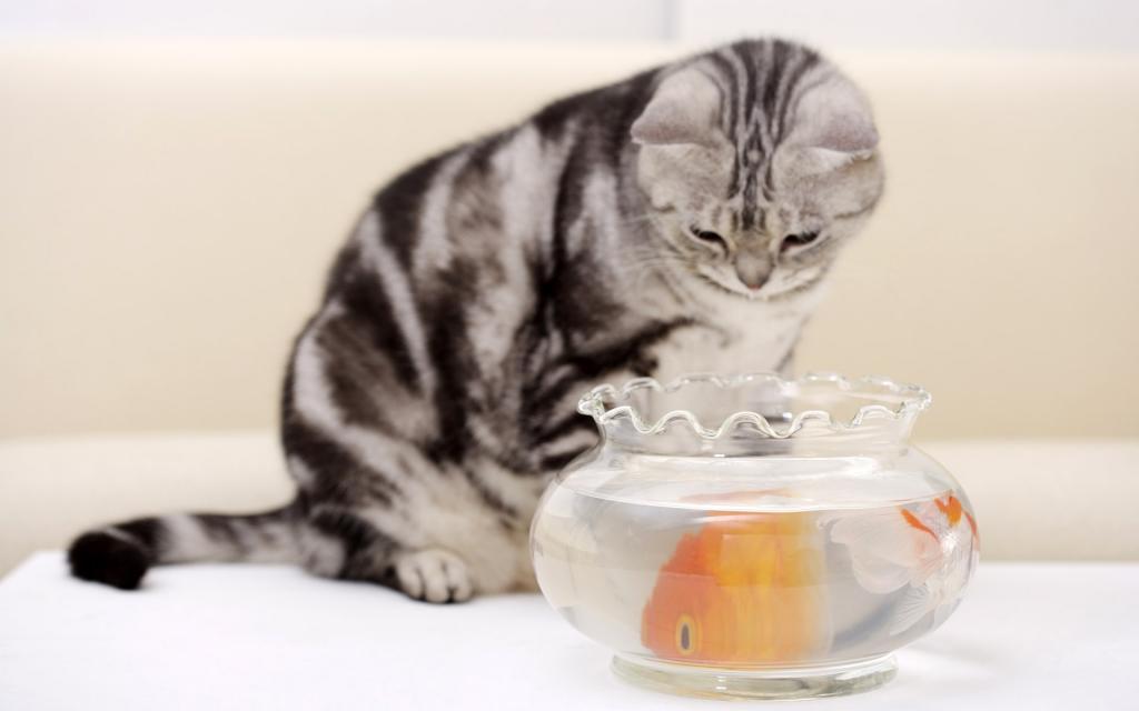 可爱的美国短毛猫写真