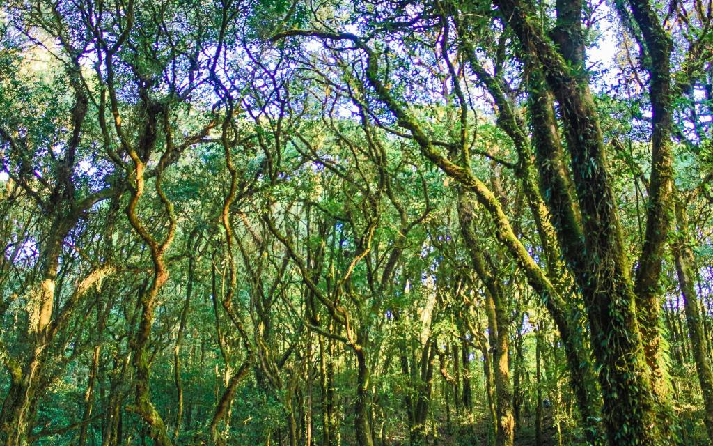 漂亮的热带雨林风光