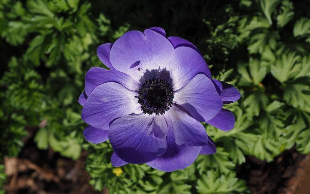 紫色冠状银莲花