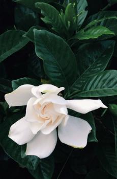 纯白栀子花