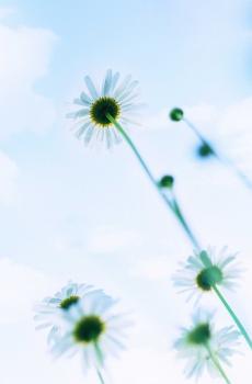 夏季小清新静物日系摄影-4