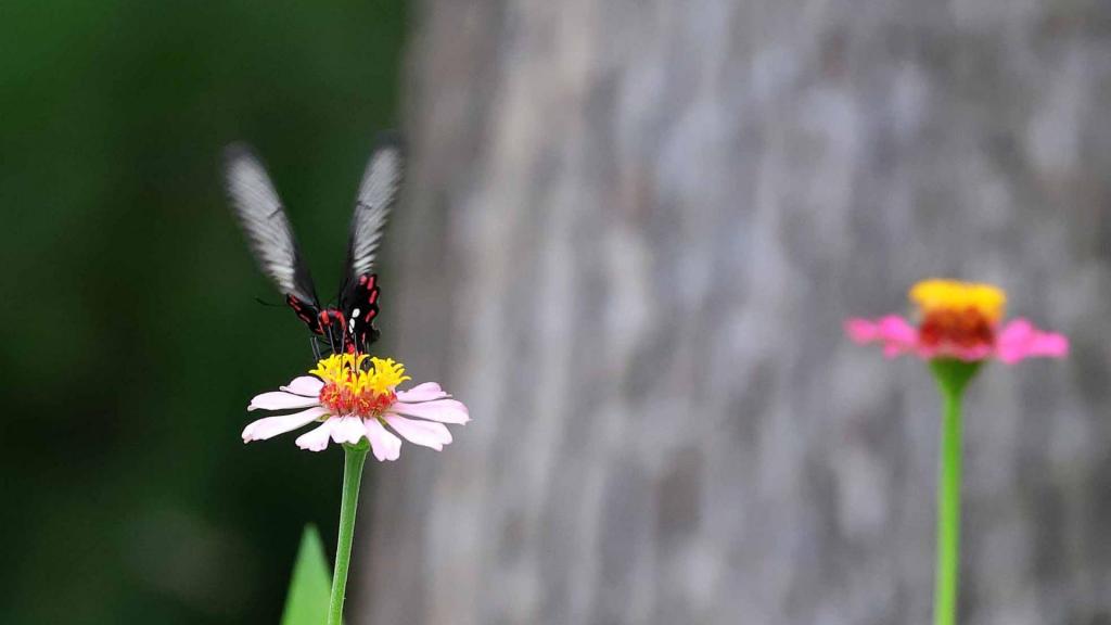 色彩斑斓的蝴蝶