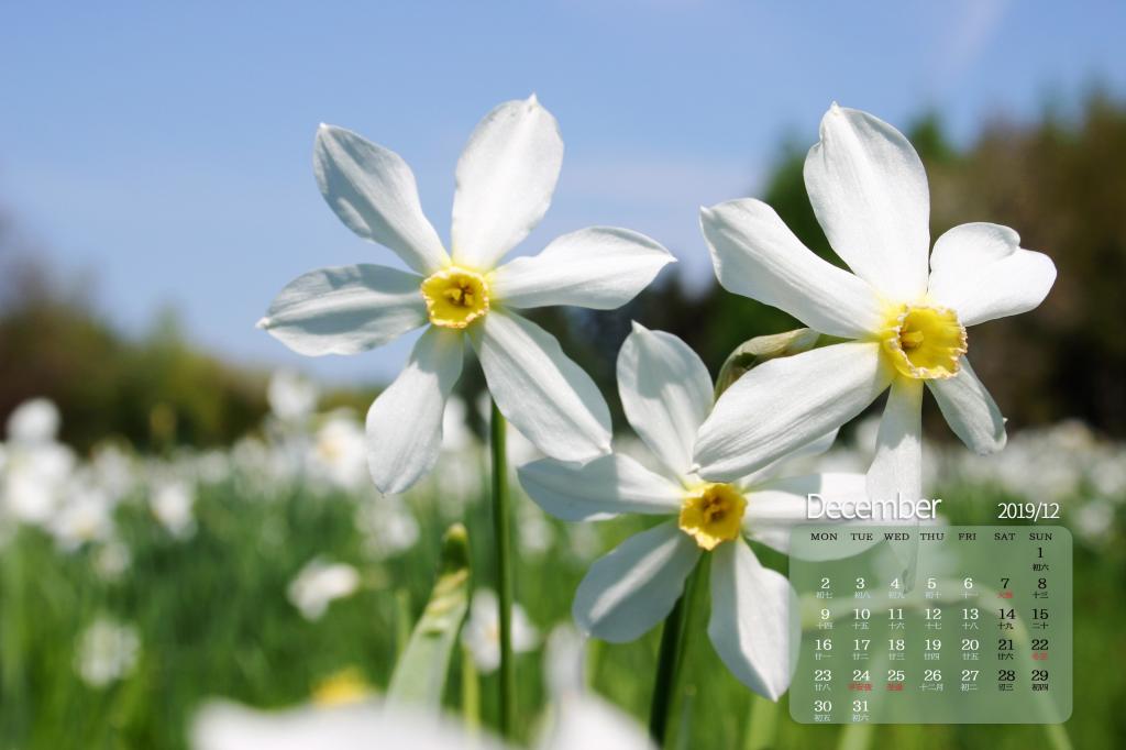 2019年12月清雅的水仙花日历