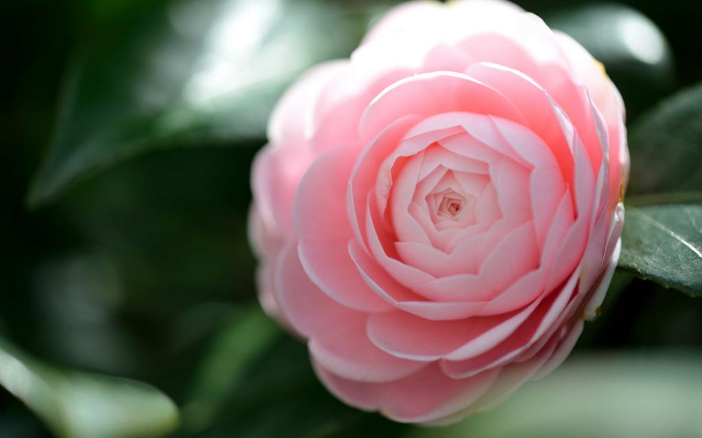 曼佗罗花(山茶花)图片