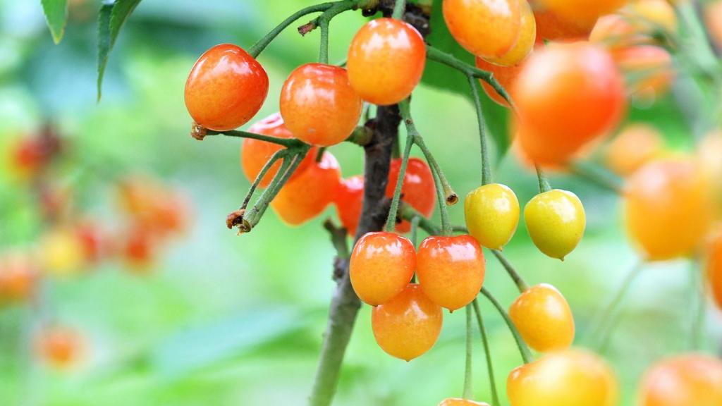 雨后诱人的樱桃