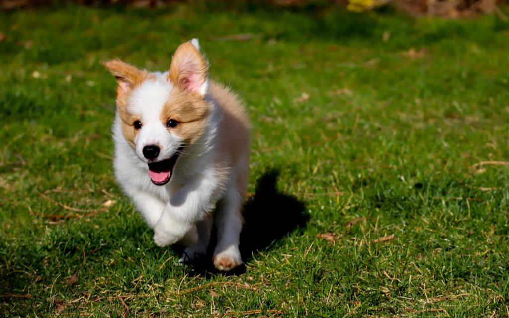 治愈系可爱的威尔士柯基犬