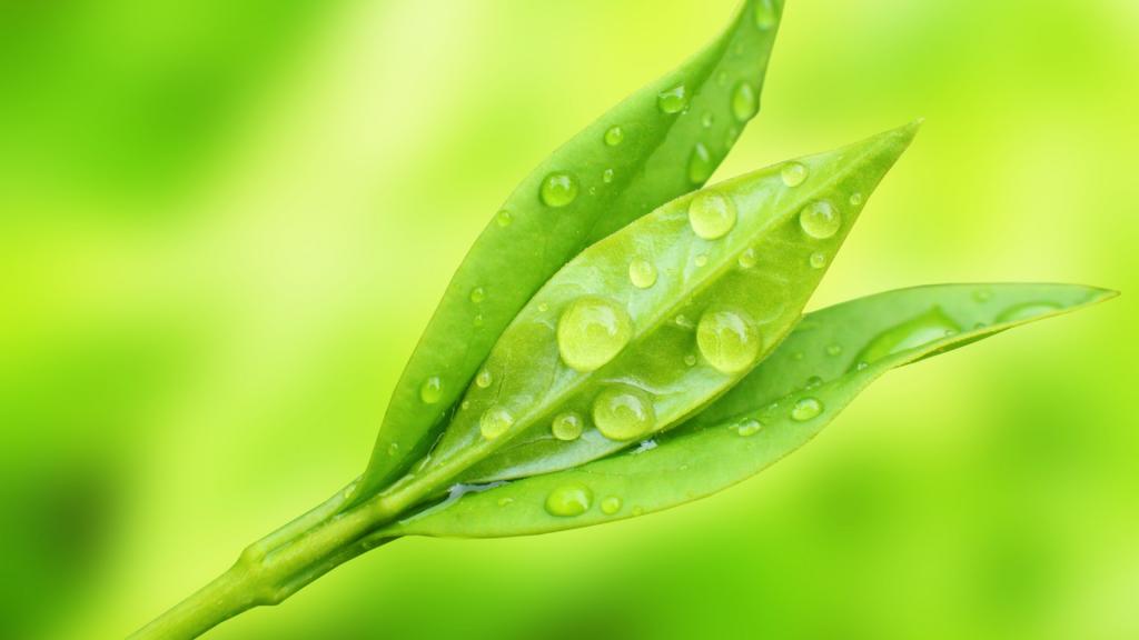 春天的一滴露水