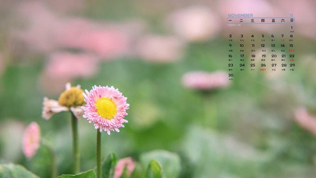2020年11月小清新粉红雏菊浪漫日历